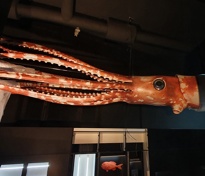 Calamaro gigante in polistirene espanso